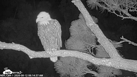 NE Florida Eagles Live Webcam - Aug 12, 2026, 6:15am EDT