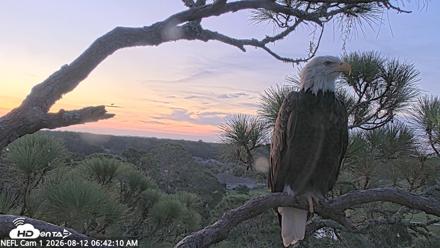 NE Florida Eagles Live Webcam - Aug 12, 2026, 6:42am EDT