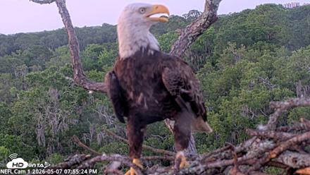 NE Florida Eagles Live Webcam - May 7, 2026, 7:56pm EDT