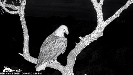 NE Florida Eagles Live Webcam - Oct 10, 2026, 7:22pm EDT