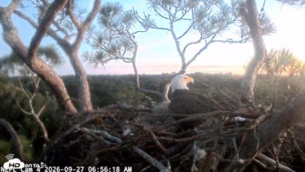 NE Florida Eagles Live Webcam - Sep 27, 2026, 6:57am EDT