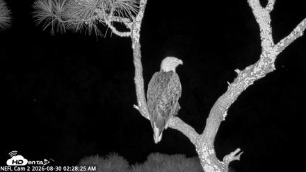 NE Florida Eagles Live Webcam - Aug 30, 2026, 2:29am EDT