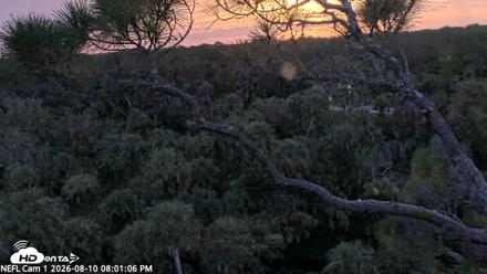 NE Florida Eagles Live Webcam - Aug 10, 2026, 8:02pm EDT