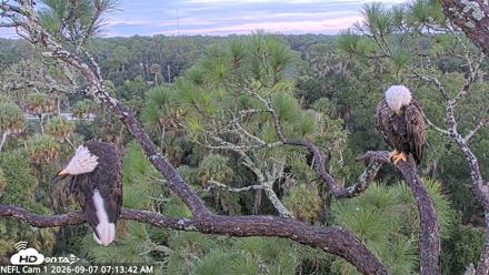 NE Florida Eagles Live Webcam - Sep 7, 2026, 7:14am EDT