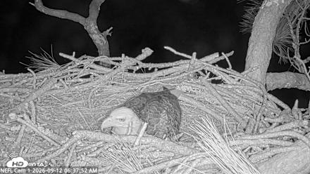 NE Florida Eagles Live Webcam - Sep 12, 2026, 6:38am EDT