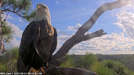 NE Florida Eagles Live Webcam - Sep 21, 2025, 8:56am EDT
