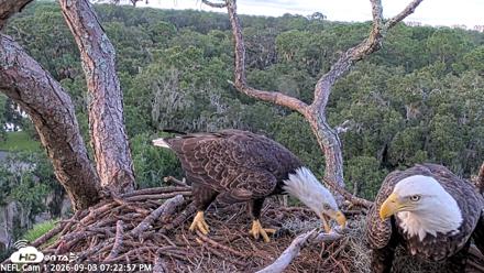 NE Florida Eagles Live Webcam - Sep 3, 2026, 7:24pm EDT
