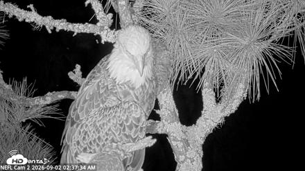 NE Florida Eagles Live Webcam - Sep 2, 2026, 2:38am EDT