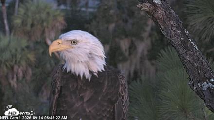 NE Florida Eagles Live Webcam - Sep 14, 2026, 6:47am EDT