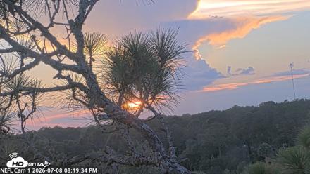NE Florida Eagles Live Webcam - Jul 8, 2026, 8:20pm EDT