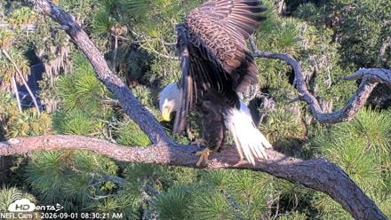 NE Florida Eagles Live Webcam - Sep 1, 2026, 8:31am EDT