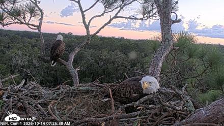 NE Florida Eagles Live Webcam - Oct 14, 2026, 7:27am EDT