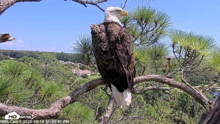 NE Florida Eagles Live Webcam - Sep 14, 2026, 1:34pm EDT