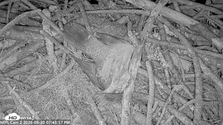NE Florida Eagles Live Webcam - Sep 30, 2026, 7:44pm EDT