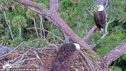NE Florida Eagles Live Webcam - Apr 30, 2026, 9:25am EDT