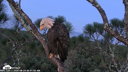 NE Florida Eagles Live Webcam - Aug 24, 2026, 6:42am EDT