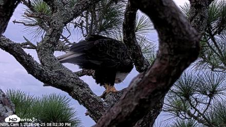 NE Florida Eagles Live Webcam - Aug 25, 2026, 8:03pm EDT