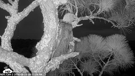 NE Florida Eagles Live Webcam - Aug 25, 2026, 8:12pm EDT
