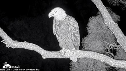 NE Florida Eagles Live Webcam - Aug 14, 2026, 9:04pm EDT