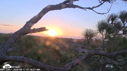NE Florida Eagles Live Webcam - Sep 17, 2026, 7:20am EDT
