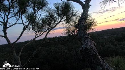 NE Florida Eagles Live Webcam - Aug 14, 2026, 6:33am EDT