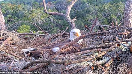 NE Florida Eagles Live Webcam - Nov 30, 2025, 7:44am EST