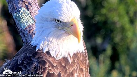NE Florida Eagles Live Webcam - Sep 2, 2026, 7:49am EDT