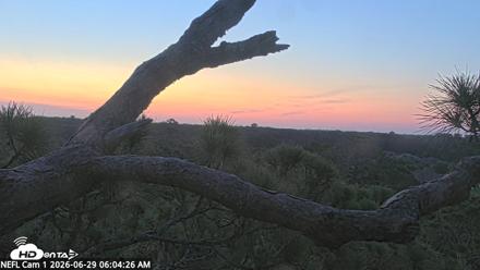 NE Florida Eagles Live Webcam - Jun 29, 2026, 6:05am EDT