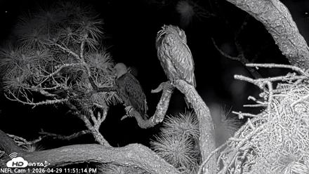 NE Florida Eagles Live Webcam - Apr 29, 2026, 11:52pm EDT