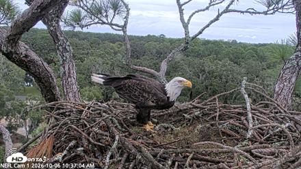 NE Florida Eagles Live Webcam - Oct 6, 2026, 10:38am EDT