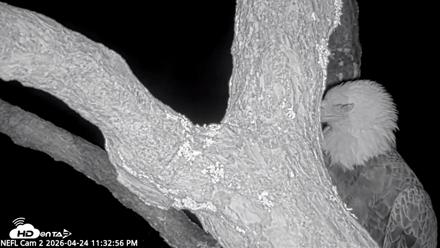 NE Florida Eagles Live Webcam - Apr 24, 2026, 11:33pm EDT