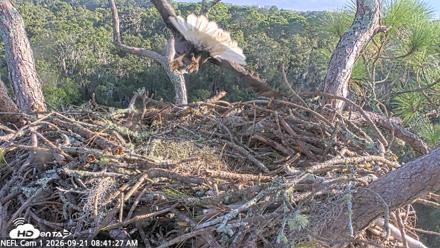 NE Florida Eagles Live Webcam - Sep 21, 2026, 8:42am EDT