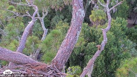NE Florida Eagles Live Webcam - Jun 11, 2026, 7:49pm EDT