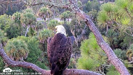 NE Florida Eagles Live Webcam - Aug 17, 2026, 7:40pm EDT