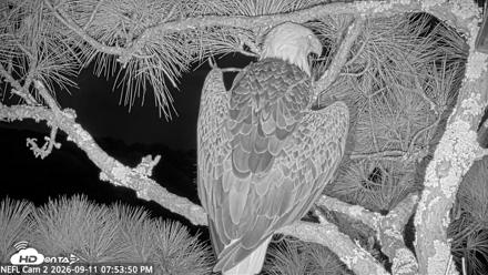 NE Florida Eagles Live Webcam - Sep 11, 2026, 7:54pm EDT