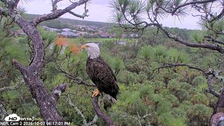 NE Florida Eagles Live Webcam - Oct 7, 2026, 6:17pm EDT