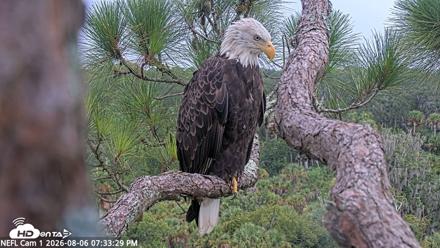 NE Florida Eagles Live Webcam - Aug 6, 2026, 7:34pm EDT