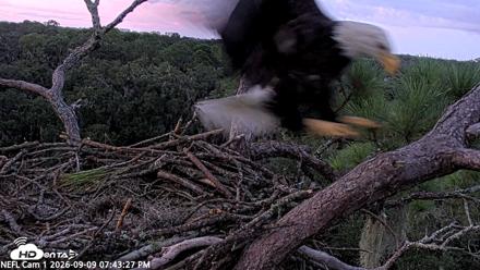 NE Florida Eagles Live Webcam - Sep 9, 2026, 7:44pm EDT
