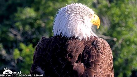 NE Florida Eagles Live Webcam - May 4, 2026, 8:16am EDT