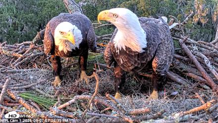 NE Florida Eagles Live Webcam - Sep 7, 2026, 7:27pm EDT