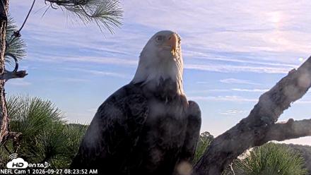 NE Florida Eagles Live Webcam - Sep 27, 2026, 8:24am EDT