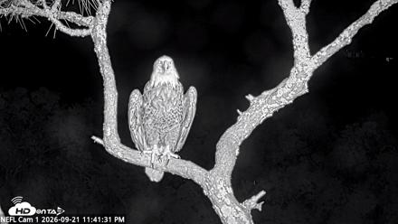 NE Florida Eagles Live Webcam - Sep 21, 2026, 11:42pm EDT