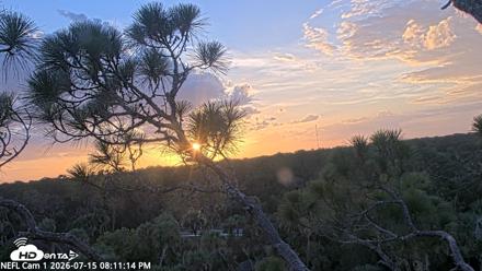 NE Florida Eagles Live Webcam - Jul 15, 2026, 8:12pm EDT