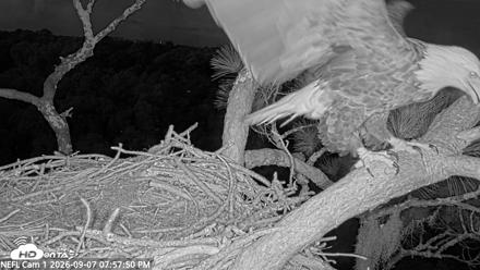 NE Florida Eagles Live Webcam - Sep 7, 2026, 7:58pm EDT