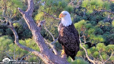 NE Florida Eagles Live Webcam - Sep 26, 2026, 7:48am EDT