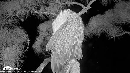NE Florida Eagles Live Webcam - Aug 22, 2026, 3:32am EDT
