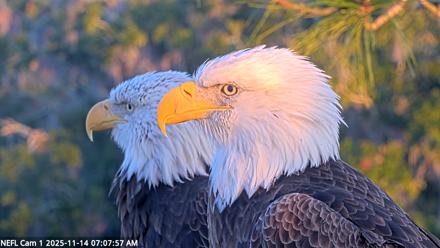 NE Florida Eagles Live Webcam - Nov 14, 2025, 7:08am EST
