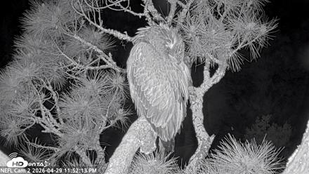 NE Florida Eagles Live Webcam - Apr 29, 2026, 11:53pm EDT