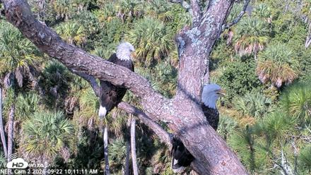 NE Florida Eagles Live Webcam - Sep 22, 2026, 10:12am EDT