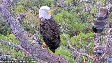 NE Florida Eagles Live Webcam - Nov 6, 2025, 9:29am EST